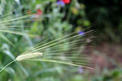 20220716_Offener-Garten-01