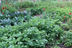 20220716_Offener-Garten-04