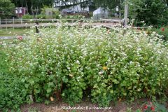 20220716_Offener-Garten-05