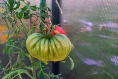 2023_Tomaten-Tomaten_001