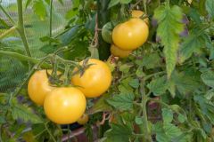 2023_Tomaten-Tomaten_003