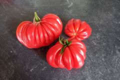 2023_Tomaten-Tomaten_004
