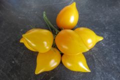 2023_Tomaten-Tomaten_008