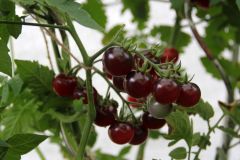 2023_Tomaten-Tomaten_010
