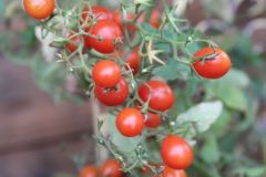 2023_Tomaten-Tomaten_011