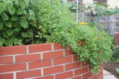 2023_Tomaten-Tomaten_012