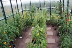 2023_Tomaten-Tomaten_013