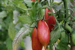 2023_Tomaten-Tomaten_014