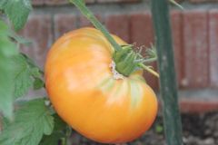 2023_Tomaten-Tomaten_015