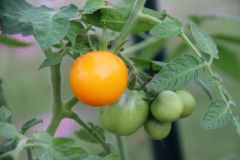 2023_Tomaten-Tomaten_016