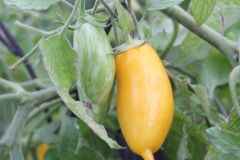 2023_Tomaten-Tomaten_017
